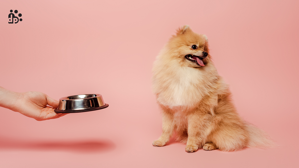 Life Stages of Dogs & Their Nutritional Values