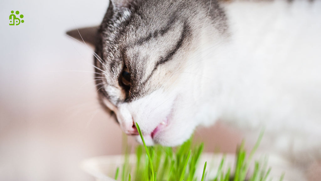 Is Catnip Safe for Cats?