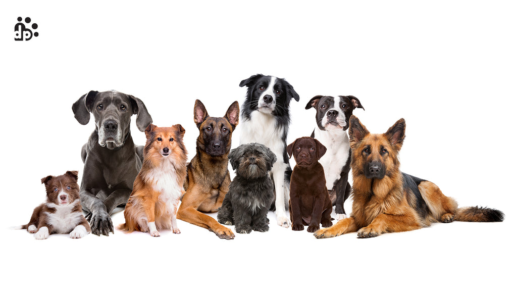 Dog Breeds and Their Traits