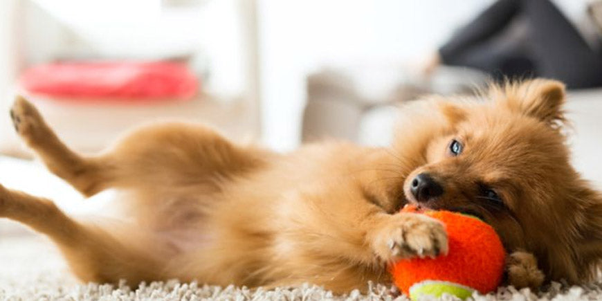 7 best ways to keep your dog engaged at home