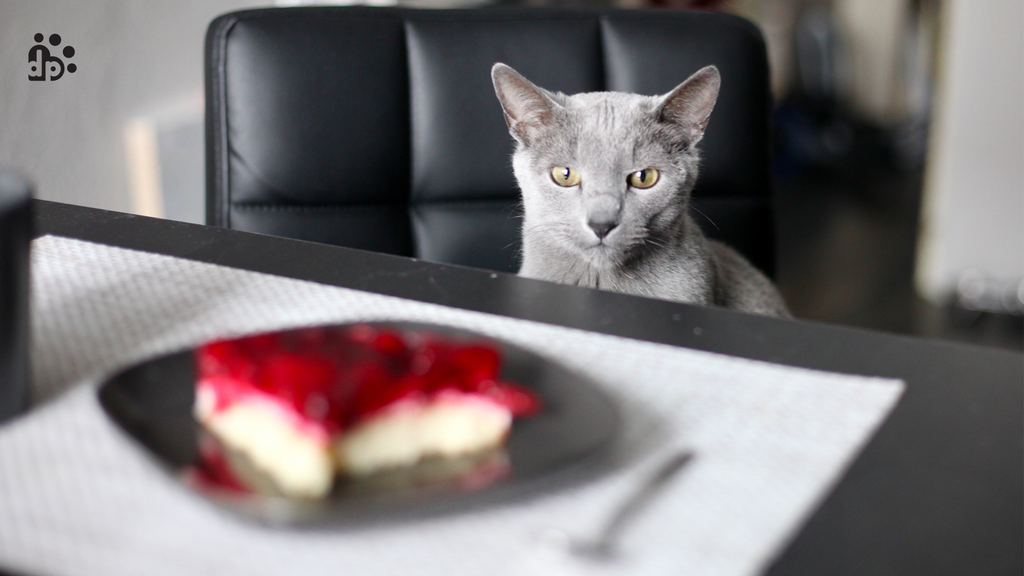 Nine Eatables That are TOXIC for The Felines