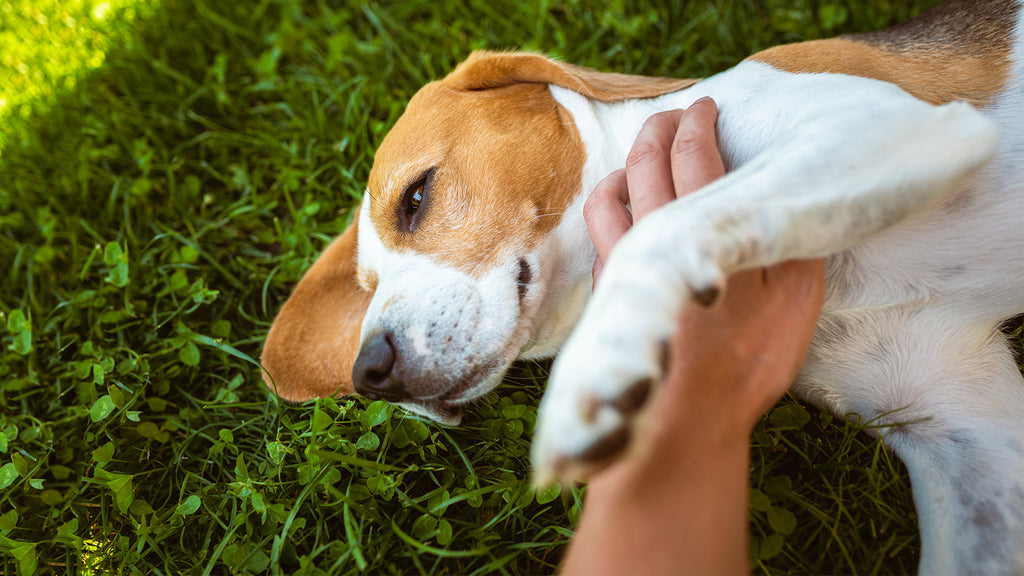 What does it mean when a dog lets you rub their belly?