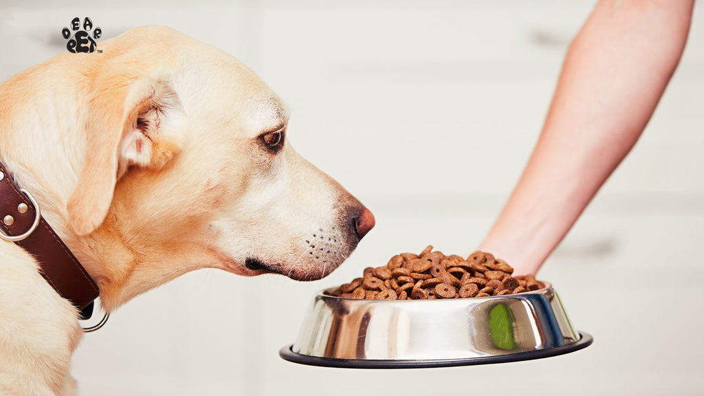 Top 7 Best Dog Food Brands for your dog’s perfect nourishment