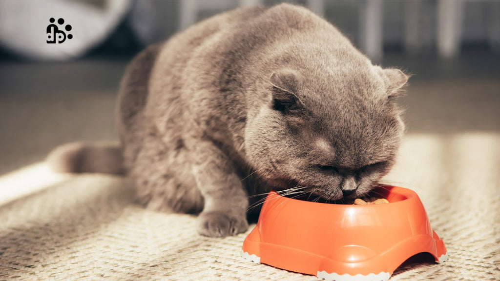 7 Best Cat Food Brands to give your Cat a Healthy Nourishment