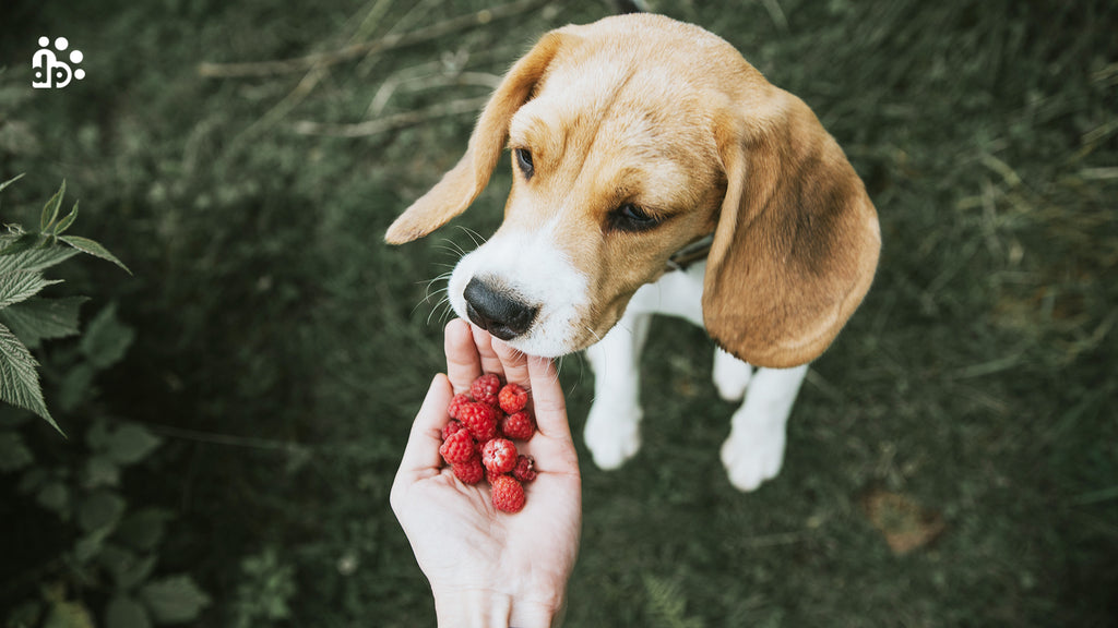 Antioxidants for Dogs: Good or Bad