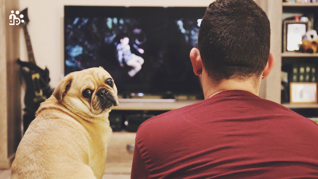 Do Dogs Enjoy Watching TV?