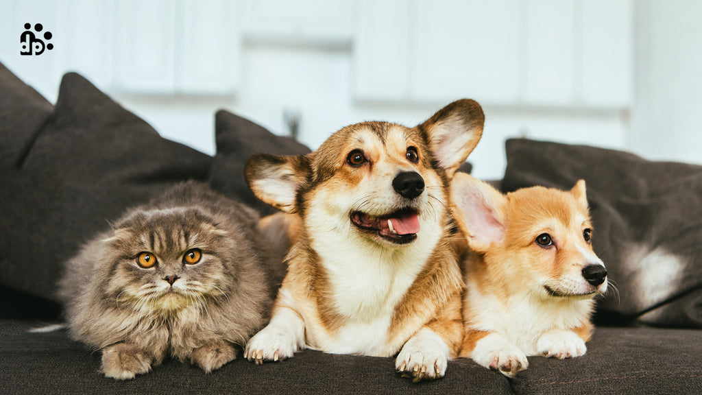 How to Introduce Your Pet Dog to a Cat?