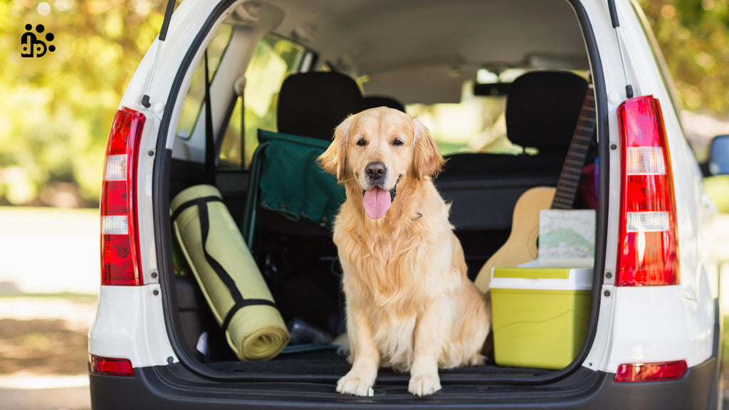 Does Your Dog Hate Car Rides?