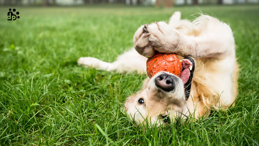 All about Dog Toys, Learn Which Your Pet Will Prefer?
