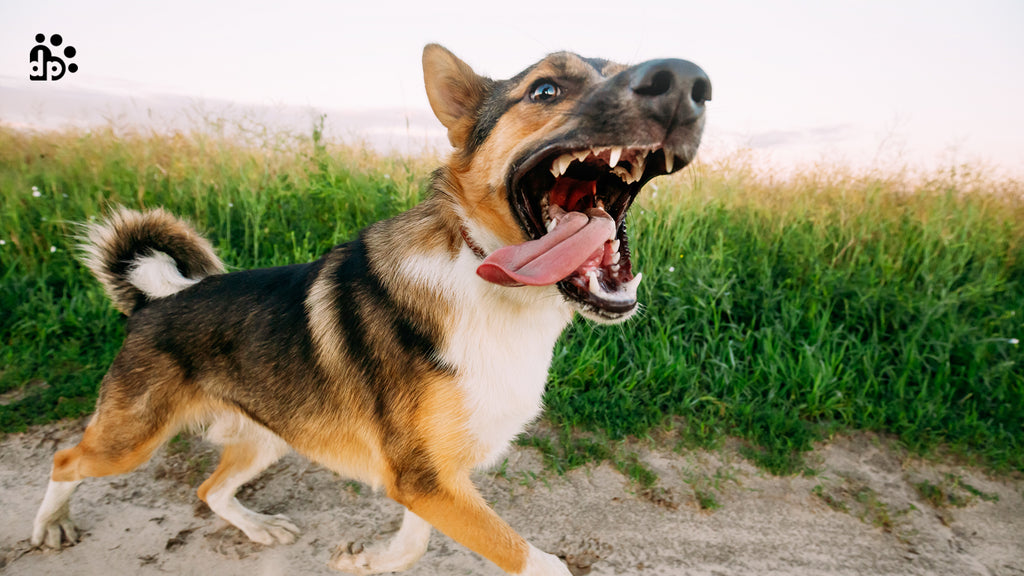 Why  Do Dogs Respond Aggressively?