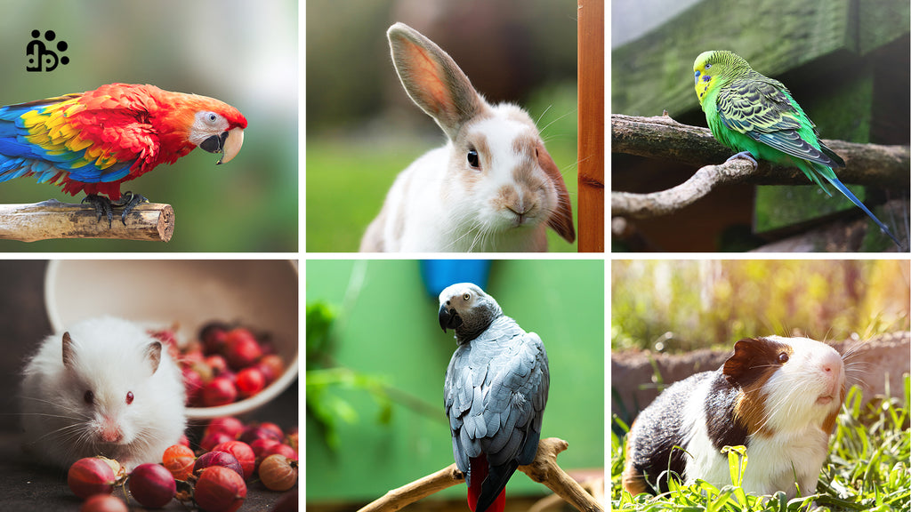 Birds, Rabbits & Hamsters: Everything about their nutritional feeding