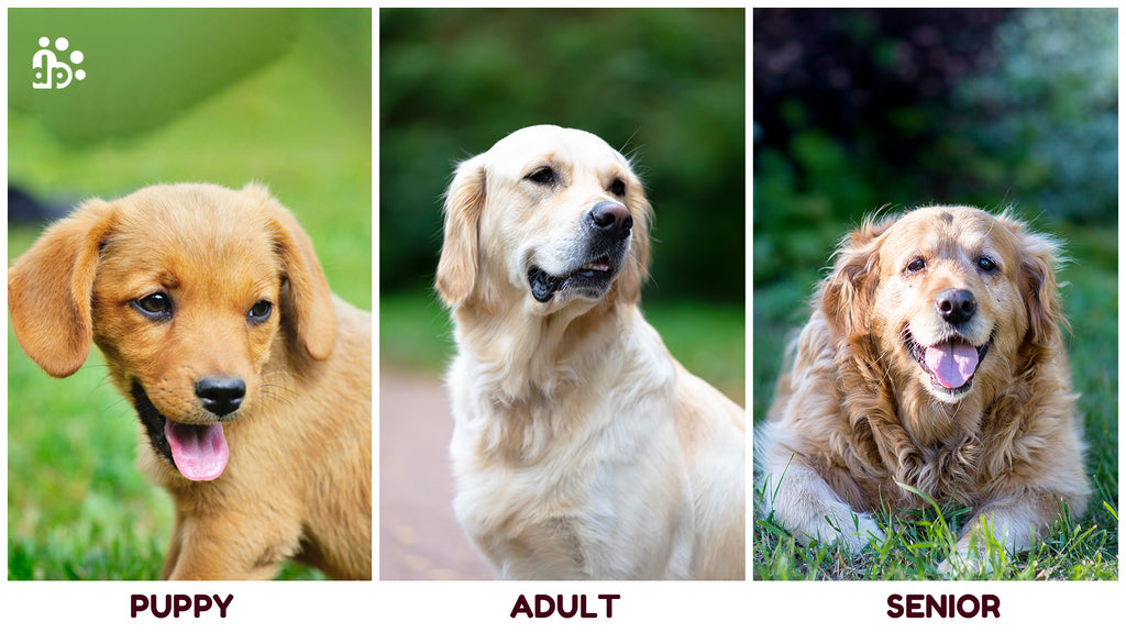 Puppy - Adult - Senior  Some interesting traits in each life stage