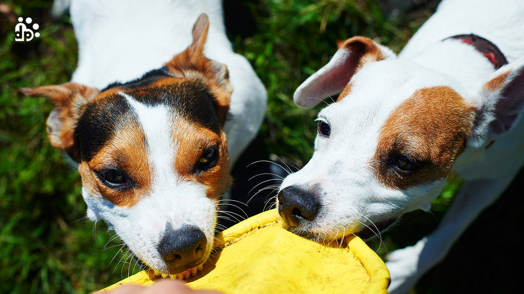 Better Ways to Fulfil Your Furry’s Chewing Tendencies