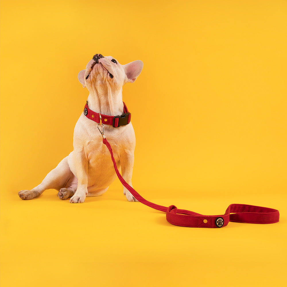 Dear Pet Classic Maroon Dog Collar & Leash Set