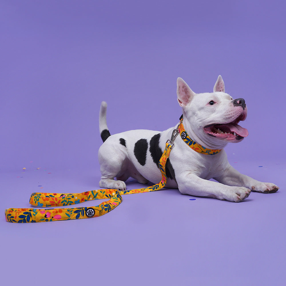 Dear Pet Blooming Yellow Dog Collar & Leash Set