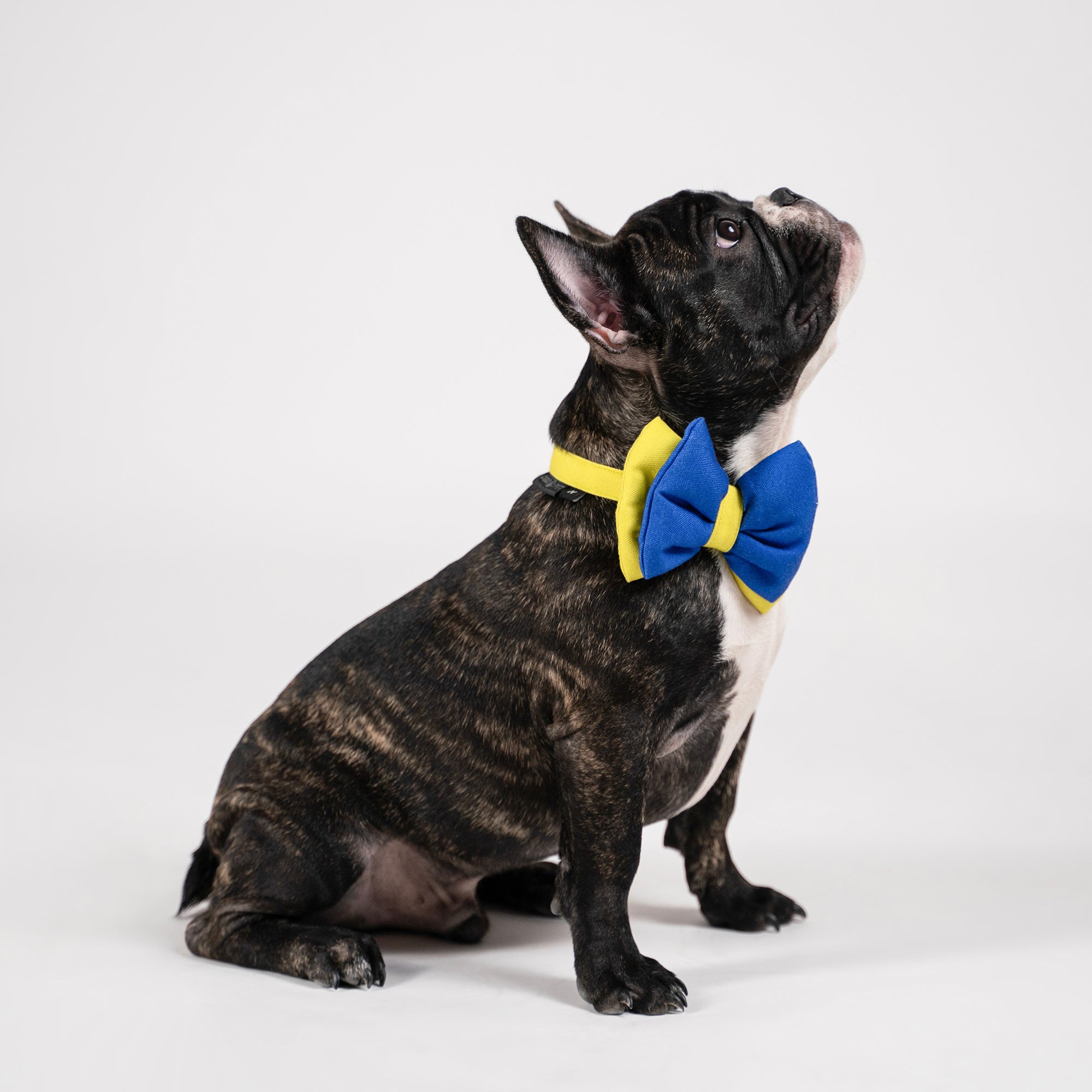 Dear Pet Double Trouble Blue & Lime Dog Bow Tie