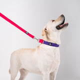 Dear Pet Double Trouble Martingale Purple & Pink Dog Collar - Customisable