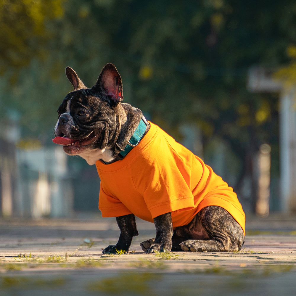 Dear Pet Solid Orange Dog T-Shirt