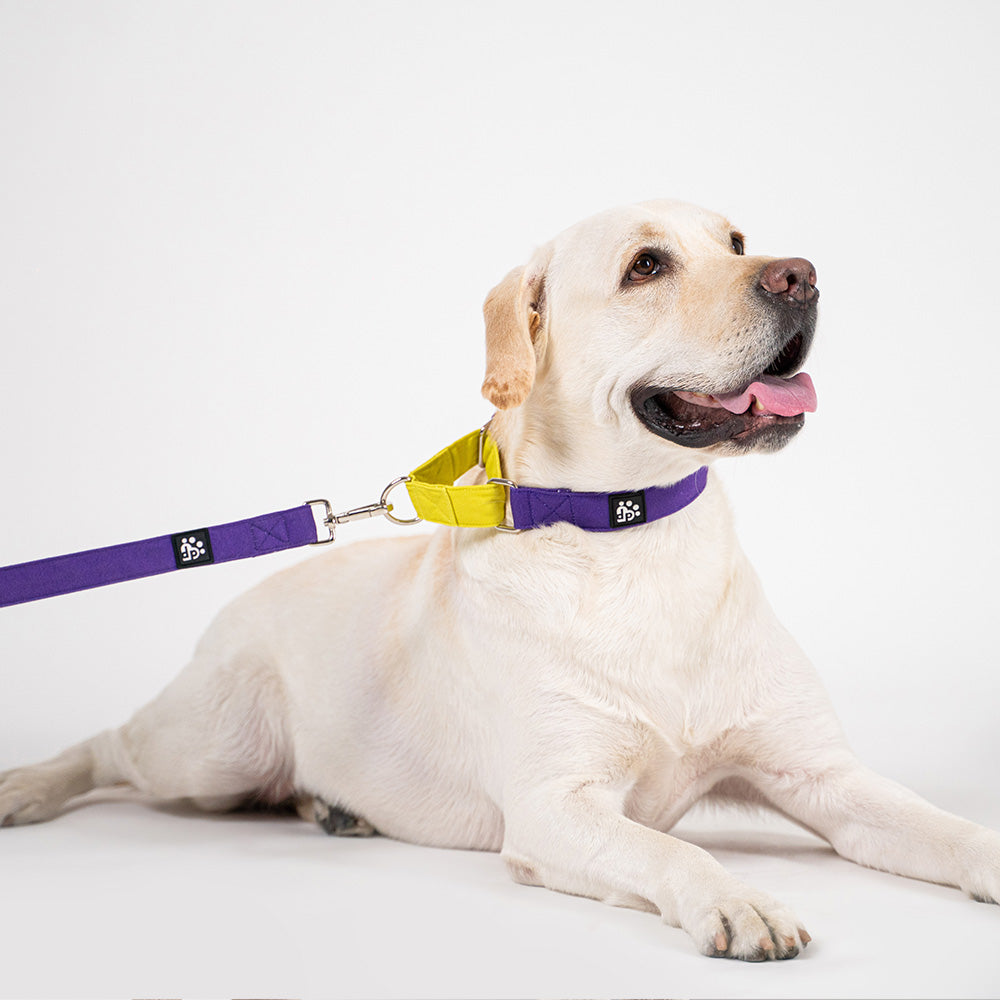 Dear Pet Double Trouble Martingale Purple & Lime Dog Collar - Customisable