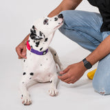Dear Pet Double Trouble Martingale Purple & Pink Dog Collar